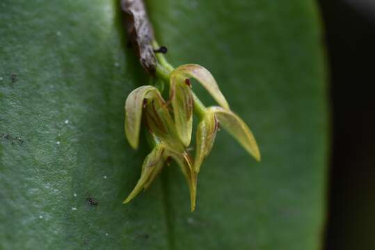 Image of Pleurothallis matudana C. Schweinf.