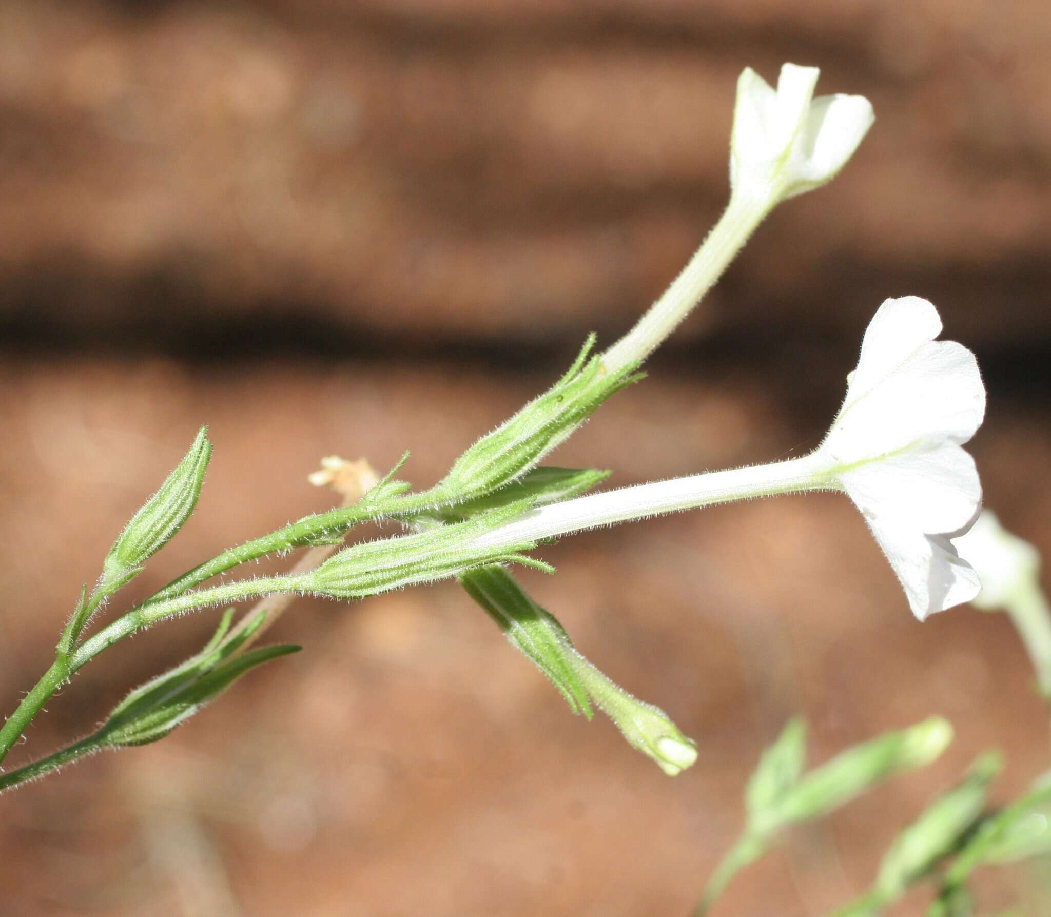 Image of Nicotiana gascoynica