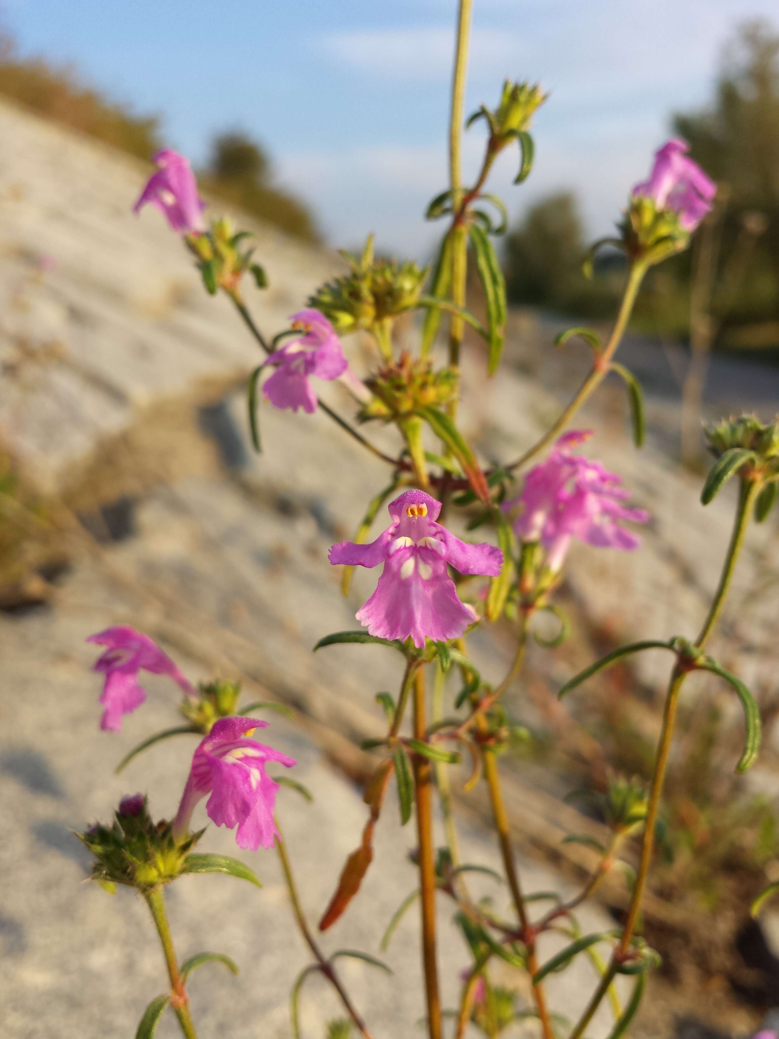 Image of Red hemp-nettle