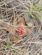 Crassula compacta Schönl. resmi