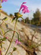 Image of Red hemp-nettle