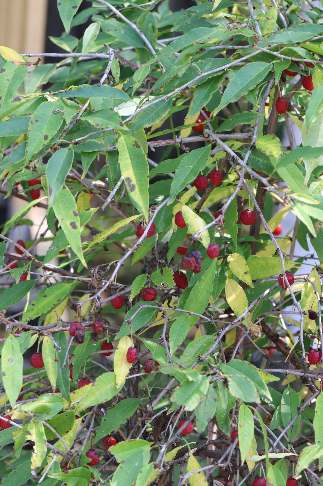 Image of cherry prinsepia