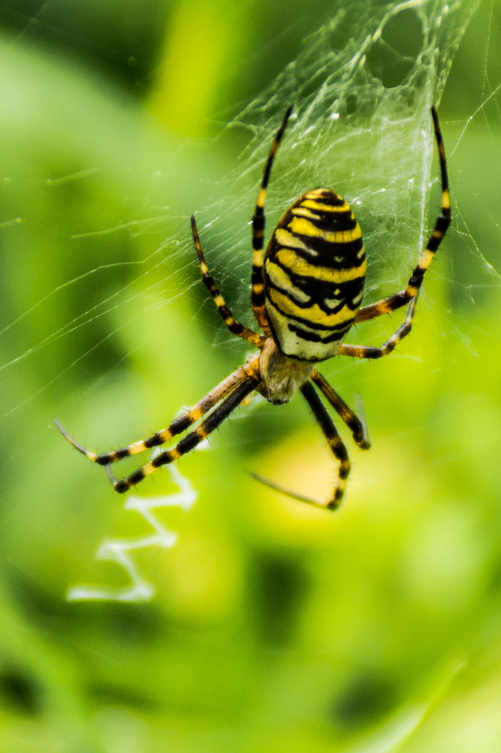 Image of Barbary Spider