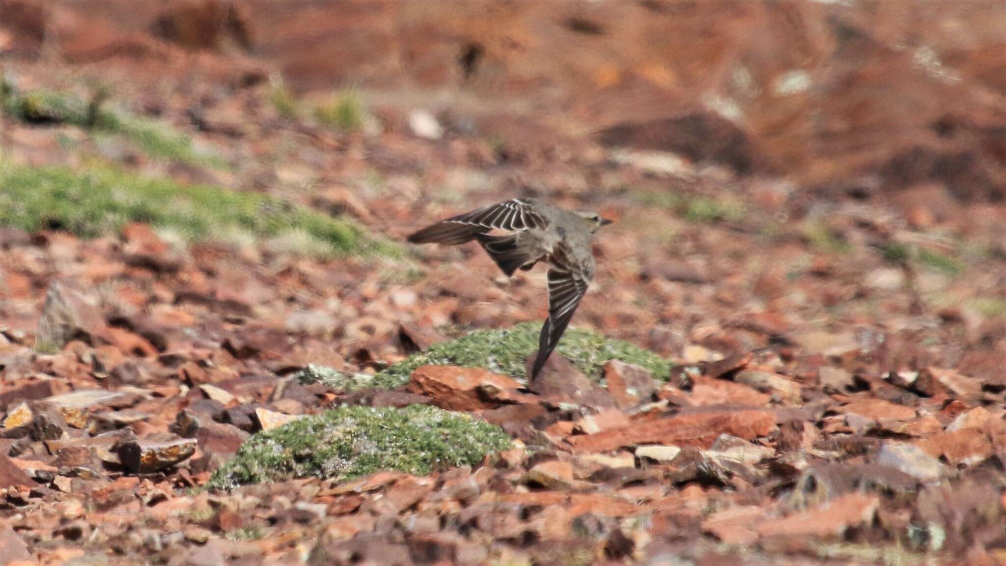 Image of Lesser Shrike-Tyrant