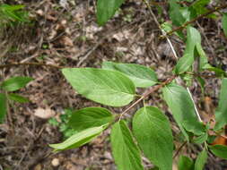 Image of Manchurian honeysuckle