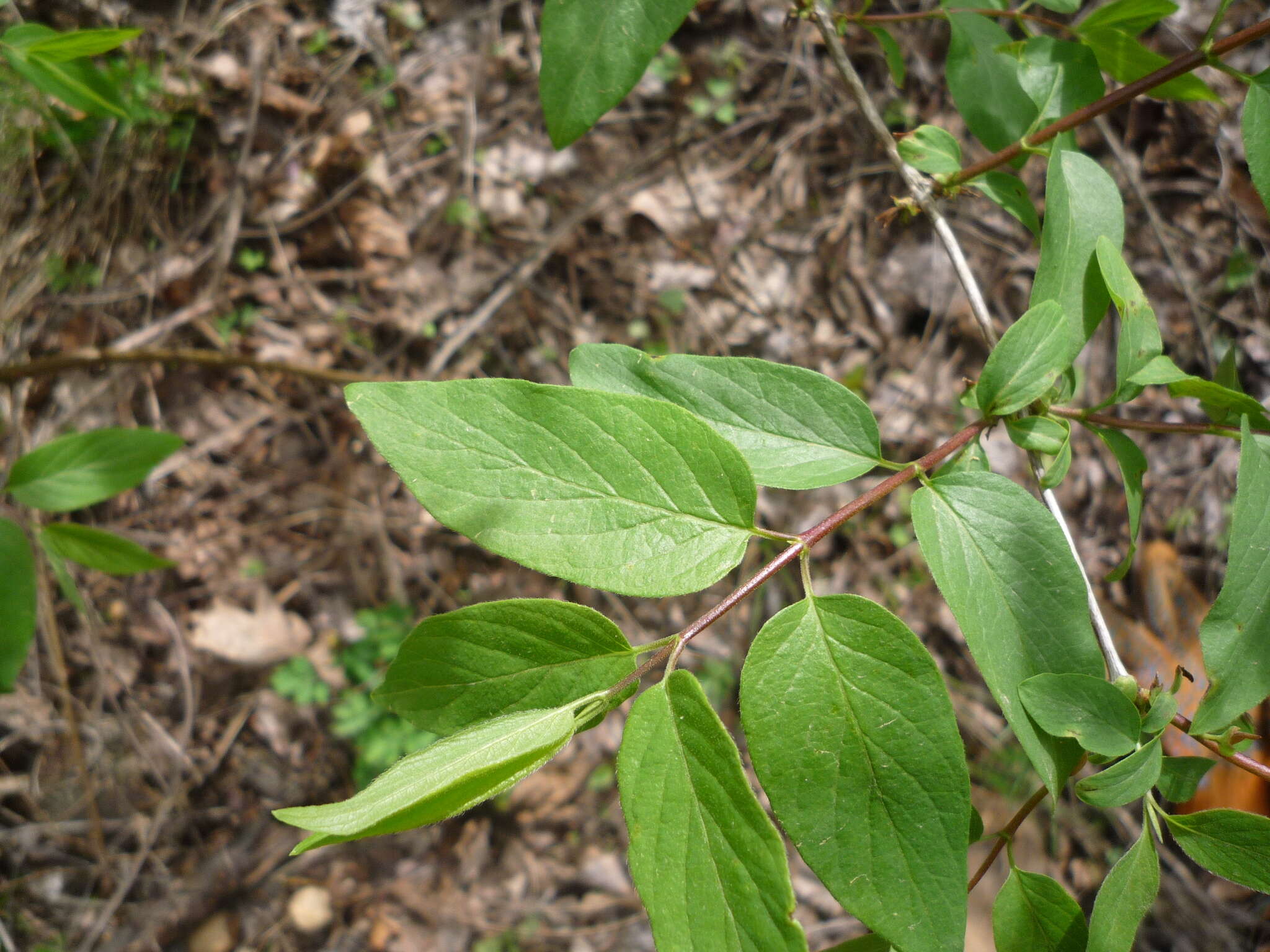 Image of Manchurian honeysuckle