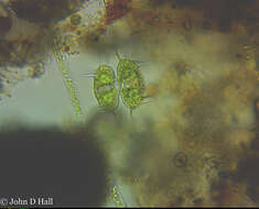 Image de Xanthidium antilopaeum var. polymazum