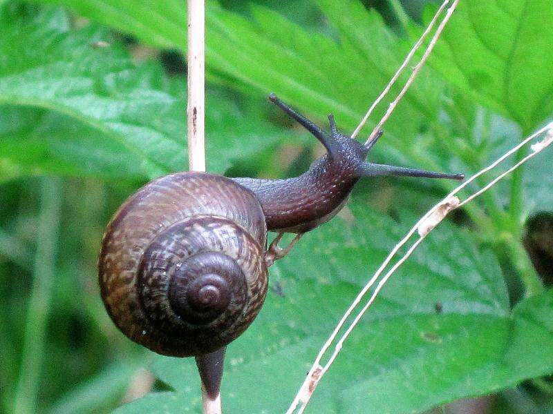 Image of Copse Snail