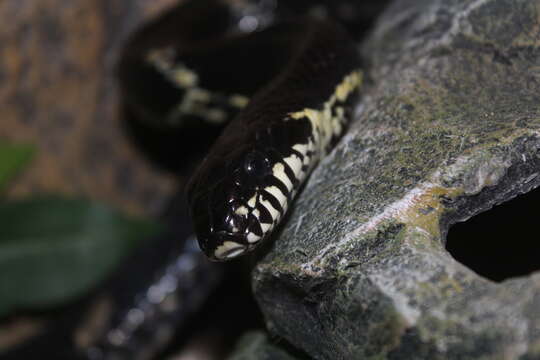 Image of Russian Ratsnake