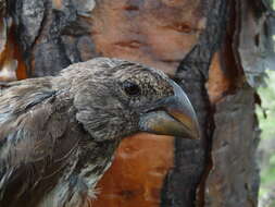 Image of Large Ground Finch