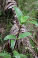 Image of Forest Island-Bluet