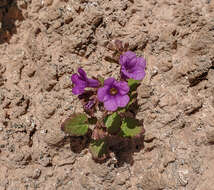 Phacelia pulchella A. Gray resmi