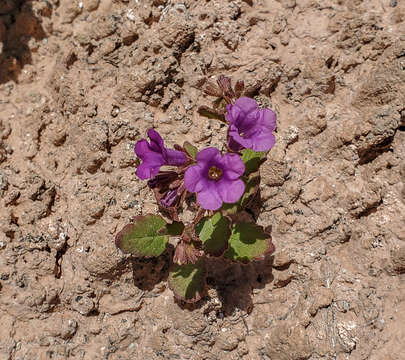 Phacelia pulchella A. Gray resmi