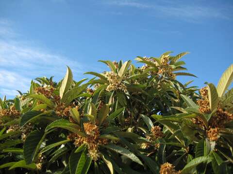 Image of loquat