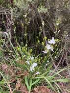 Image de Libertia paniculata (R. Br.) Spreng.