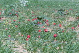 Image of Tulipa undulatifolia var. micheliana (Hoog) Wilford