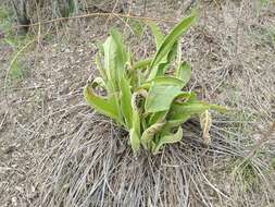 Image of Inula grandis Schrenk ex Fisch. & C. A. Mey.