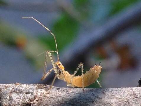 Image of Leafhopper Assassin Bug