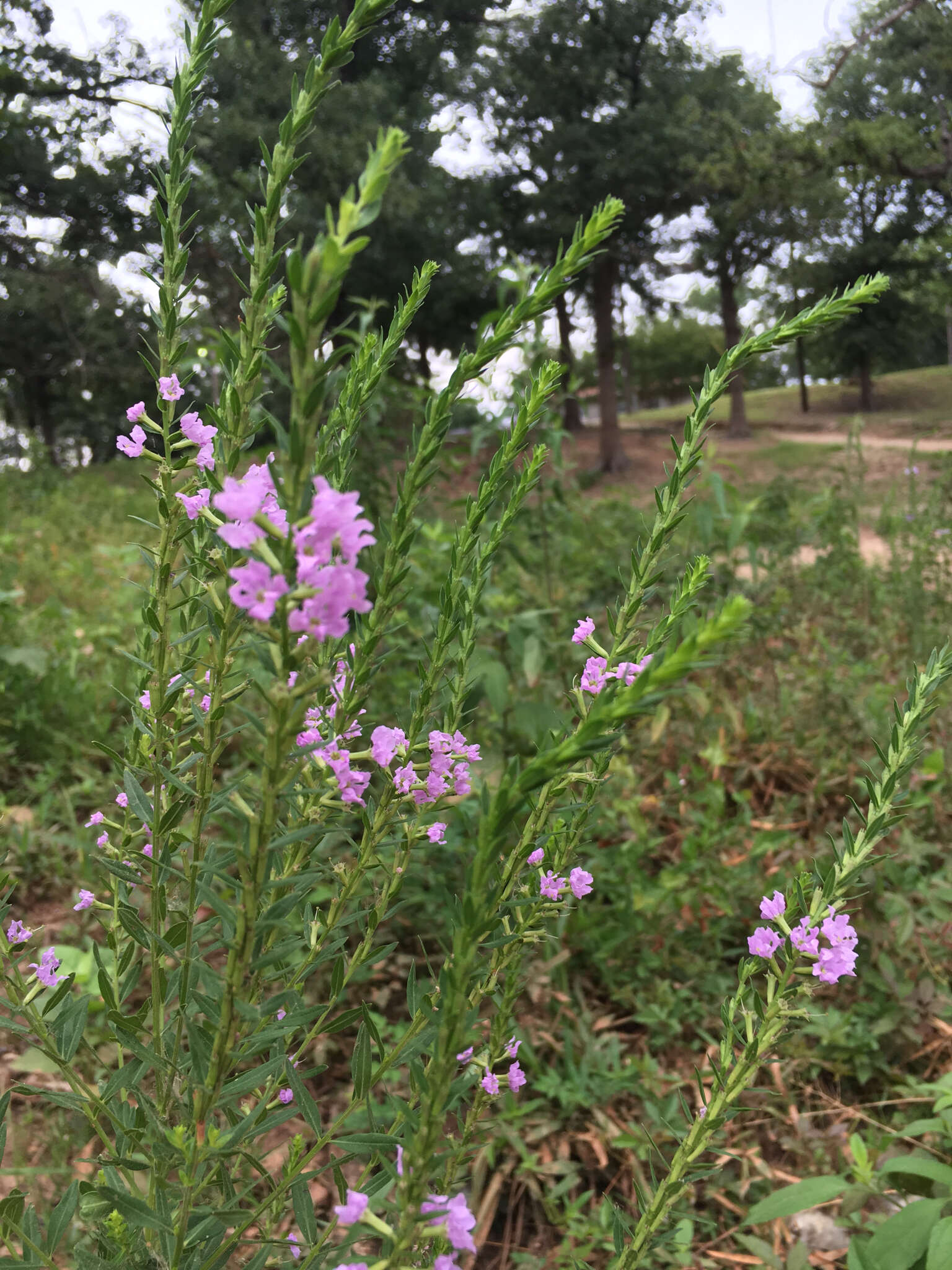 Imagem de Lythrum alatum Pursh