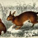 Image de Lepus hainanus Swinhoe 1870