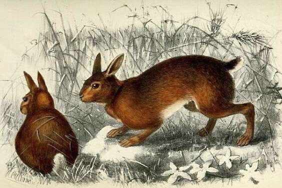 Image de Lepus hainanus Swinhoe 1870