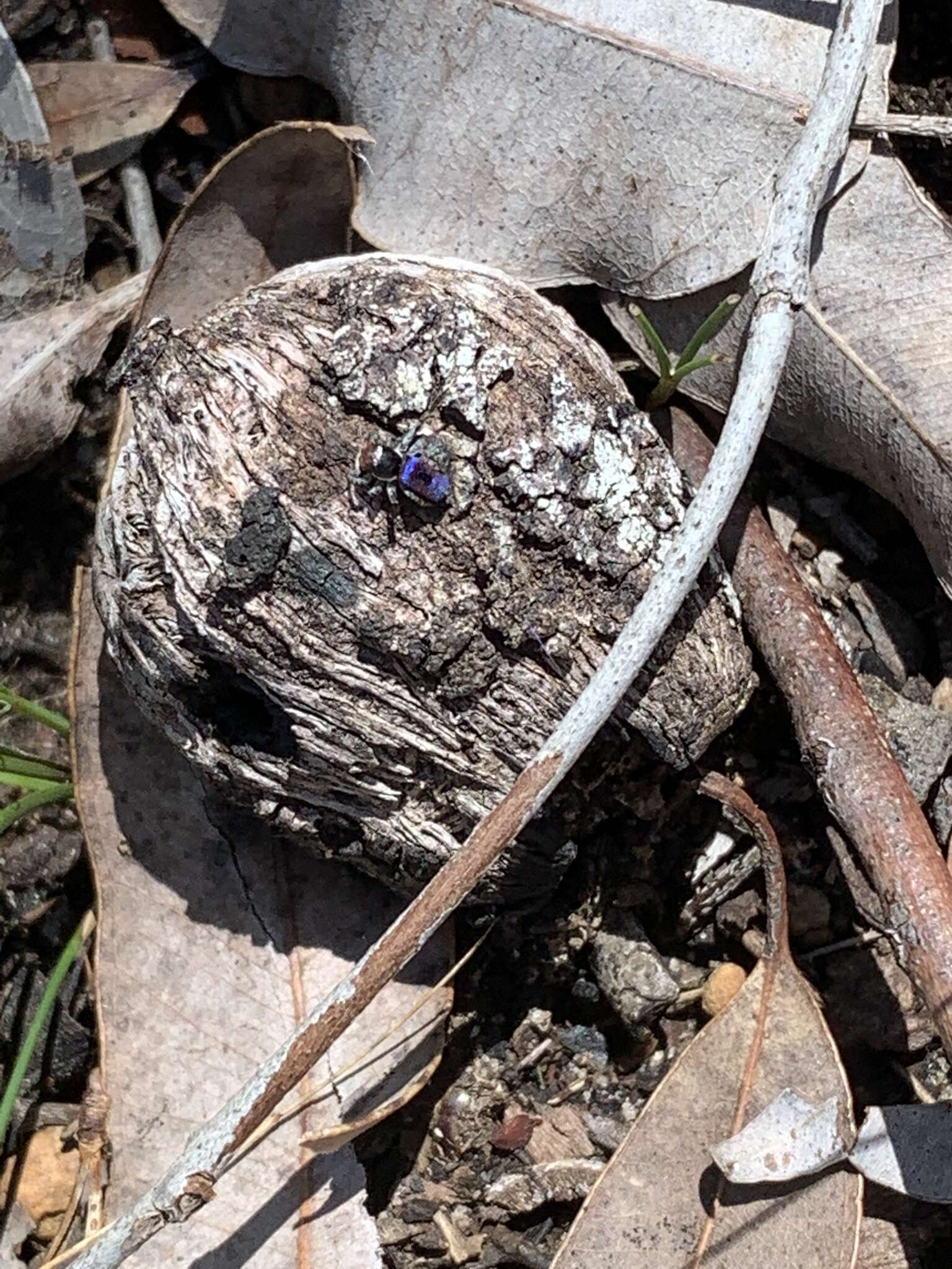 Image of Maratus hortorum Waldock 2014