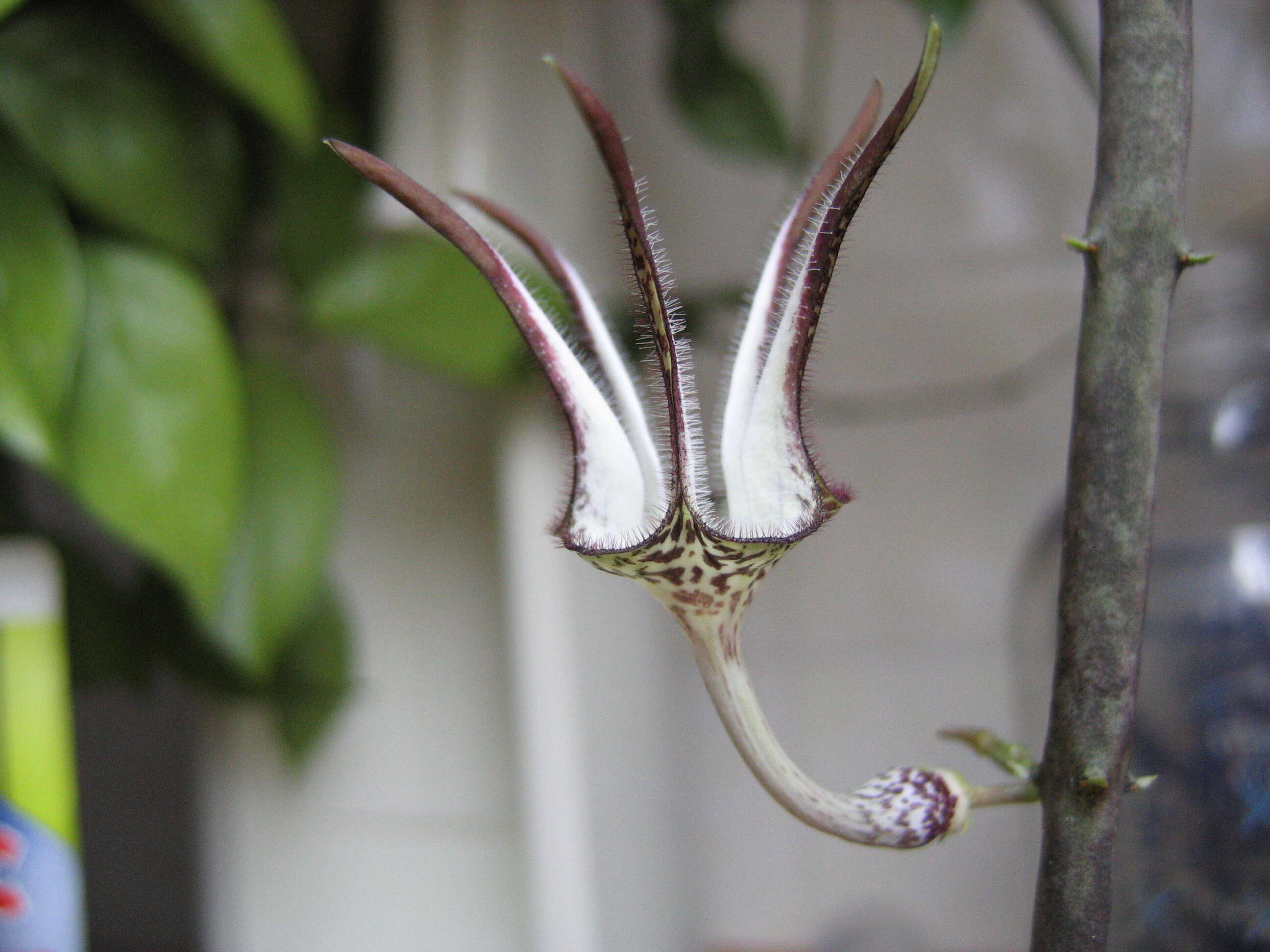 Image of Ceropegia stapeliiformis Haw.