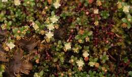 Image of Crassula papillosa Schönl. & Baker fil.