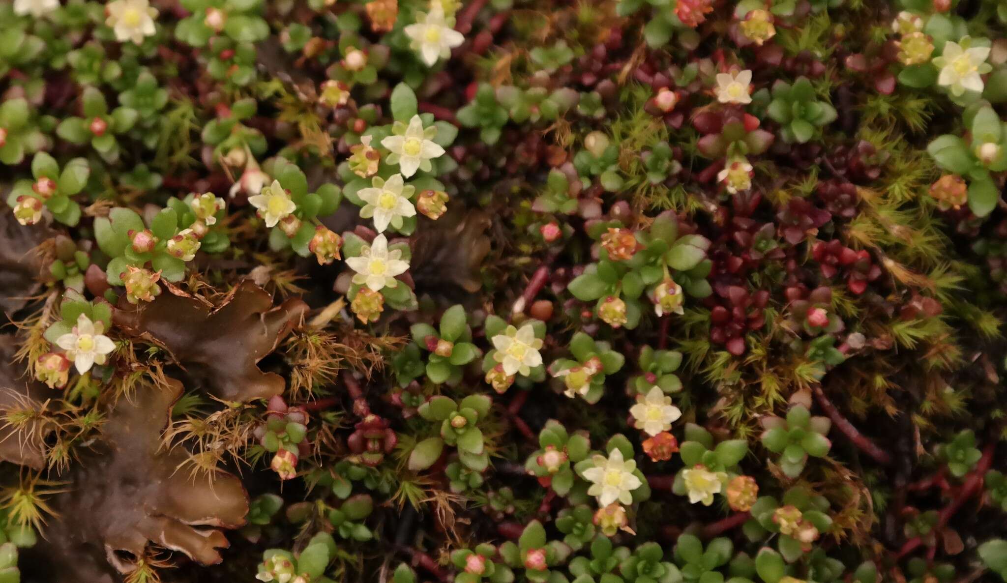 Image of Crassula papillosa Schönl. & Baker fil.