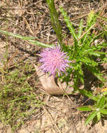 Imagem de Cirsium repandum Michx.