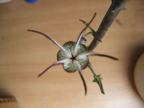 Image of Ceropegia stapeliiformis Haw.