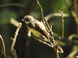 Image of Malaysian Pied Fantail