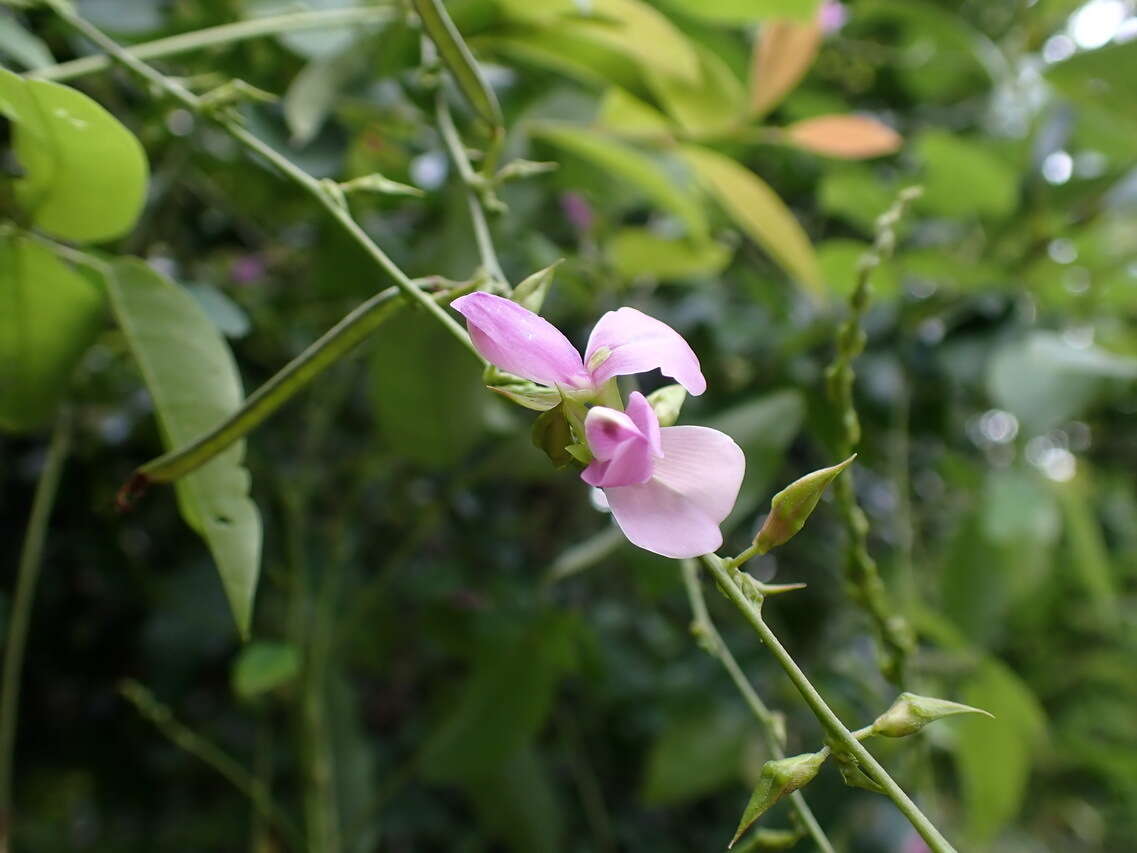 Image of Galactia tenuiflora (Willd.) Wight & Arn.