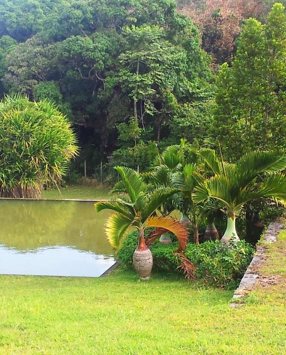 Image of Bottle Palm