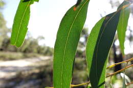 Image of Eucalyptus cephalocarpa Blakely