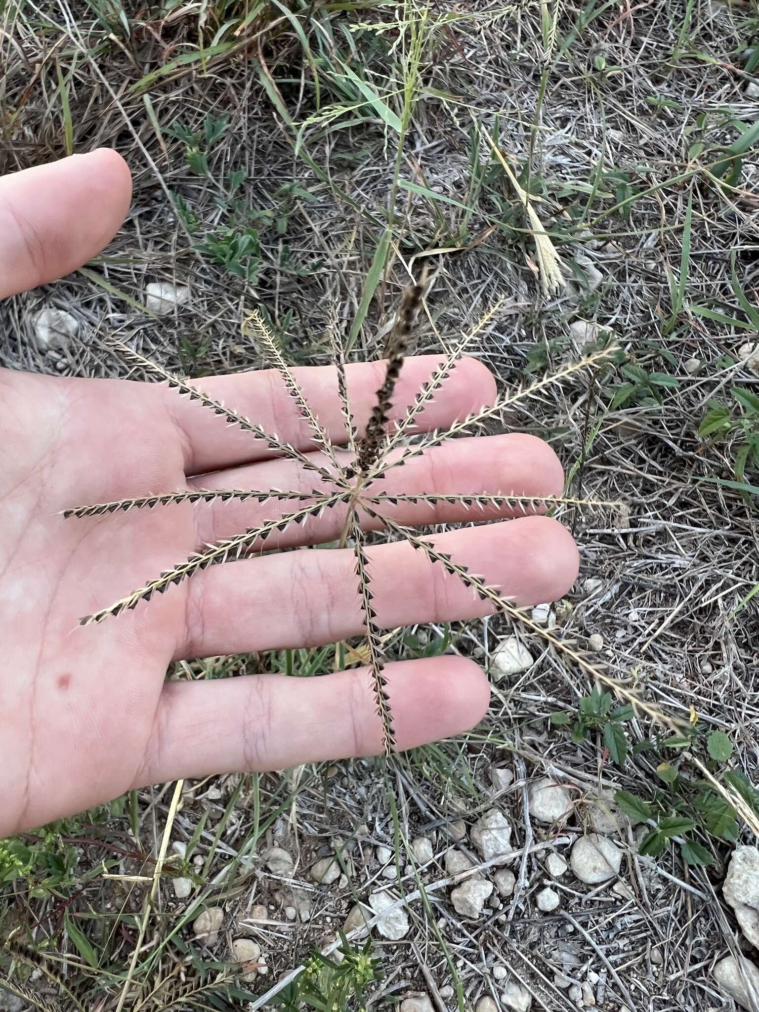 Image of windmill grass