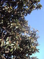 Image of loquat