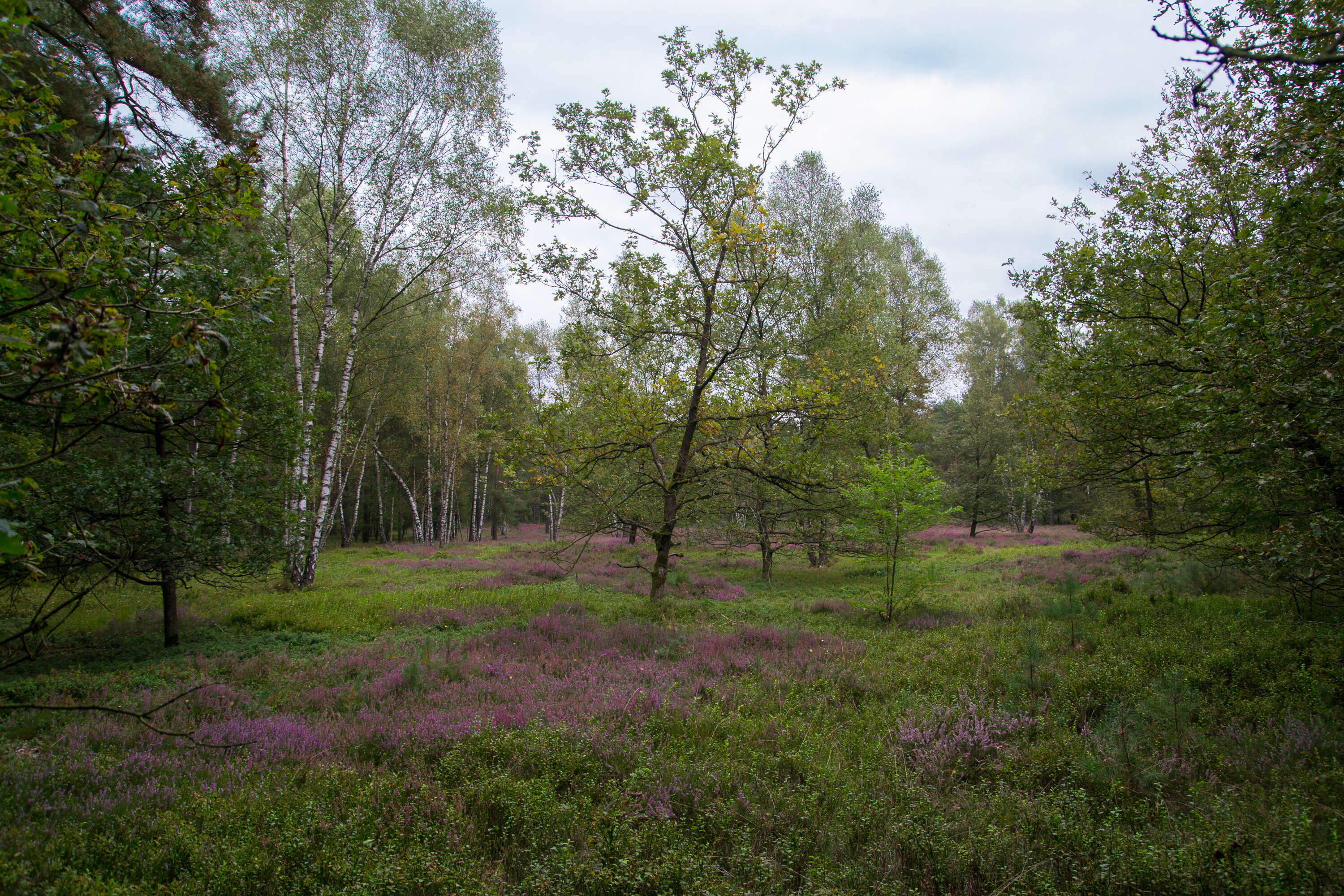 Sivun Pensaskellokanerva kuva