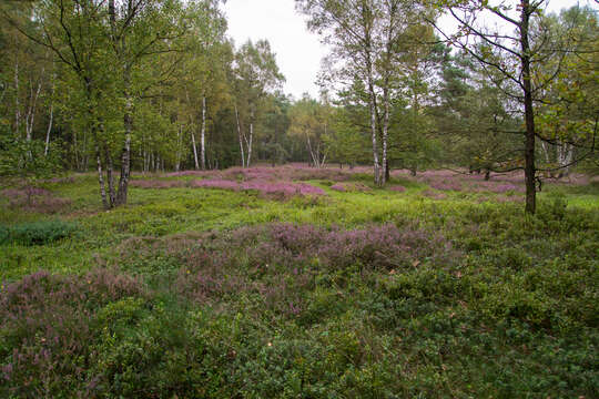 Image of Erica multiflora L.