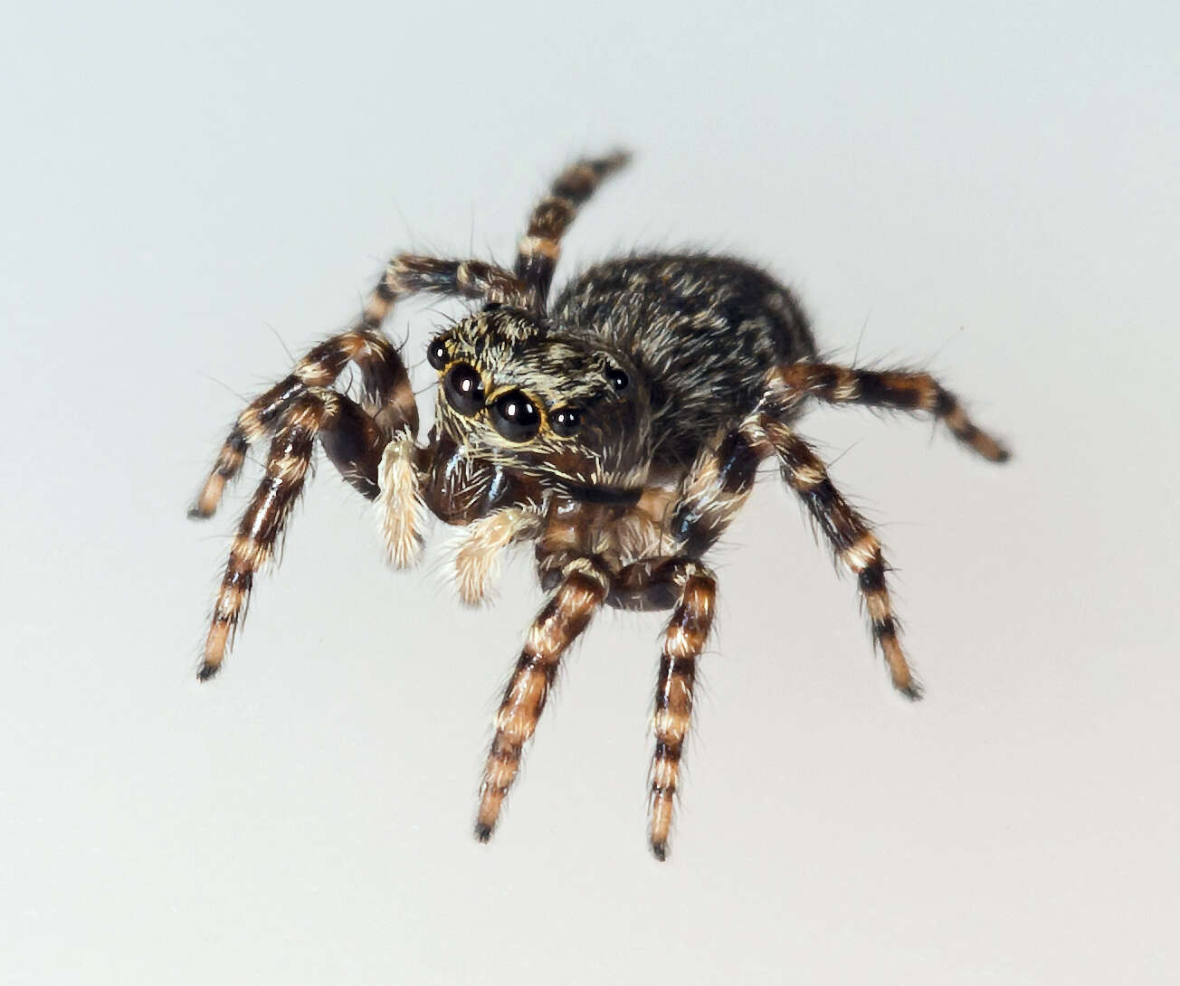 Image of Jumping spider