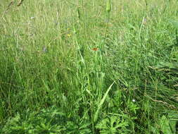 Image of Tragopogon sibiricus Ganesh.