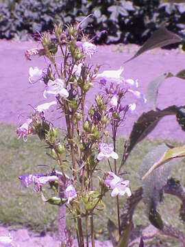 Image of Palmer's penstemon