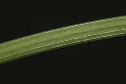 Image of Narcissus tazetta subsp. tazetta