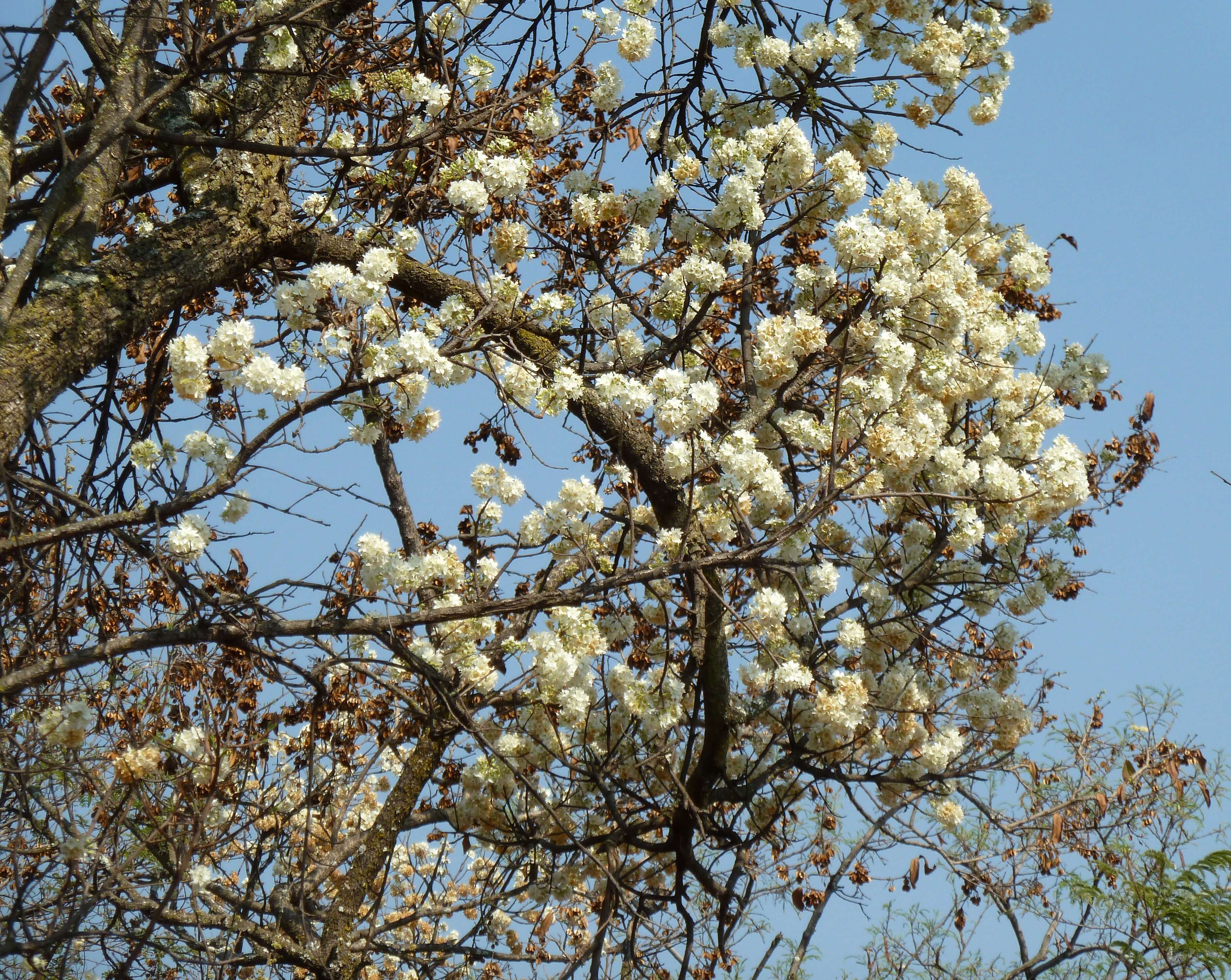 Imagem de Dombeya rotundifolia (Hochst.) Planch.