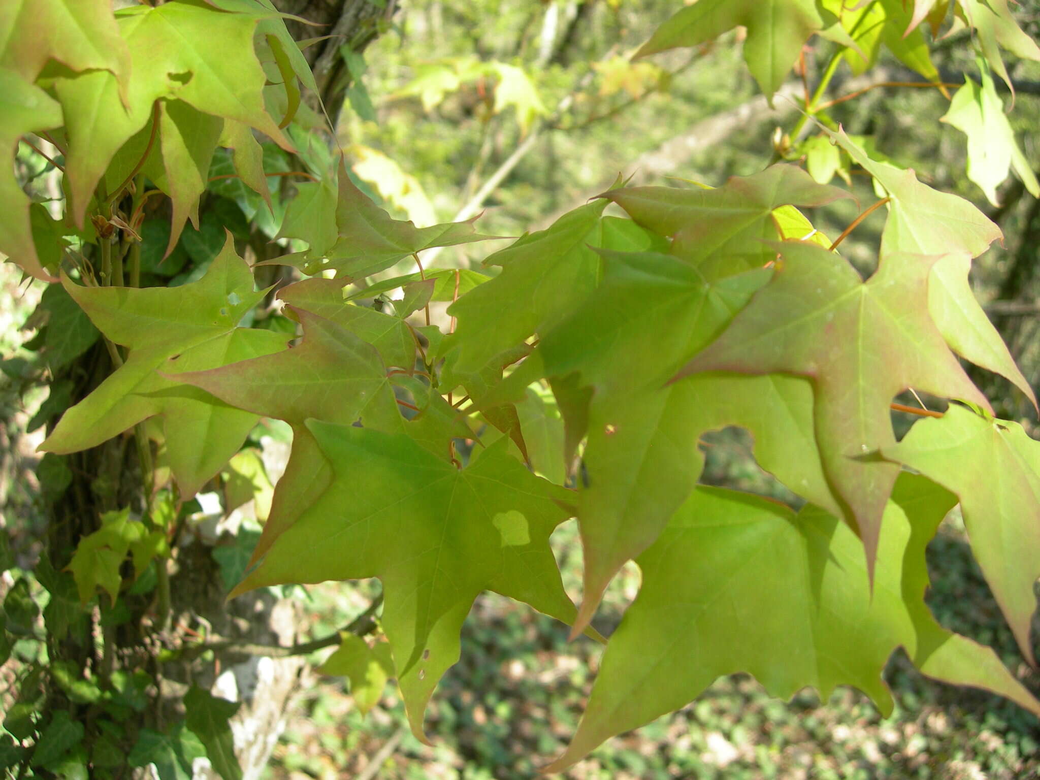 Plancia ëd Acer cappadocicum subsp. cappadocicum