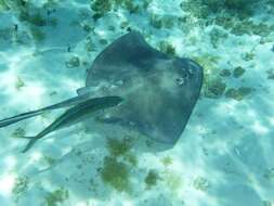 Image of Southern stingray