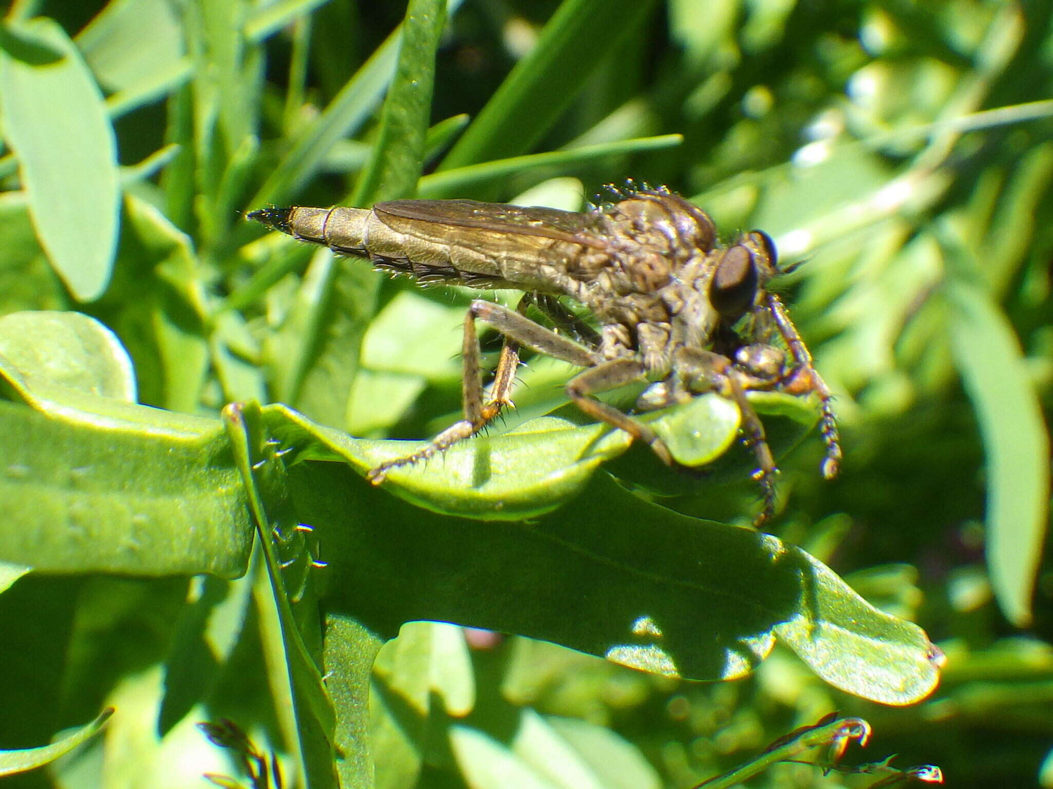 Image of Machimus snowii (Hine 1909)