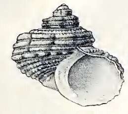 Image of Turbo gruneri Philippi 1846
