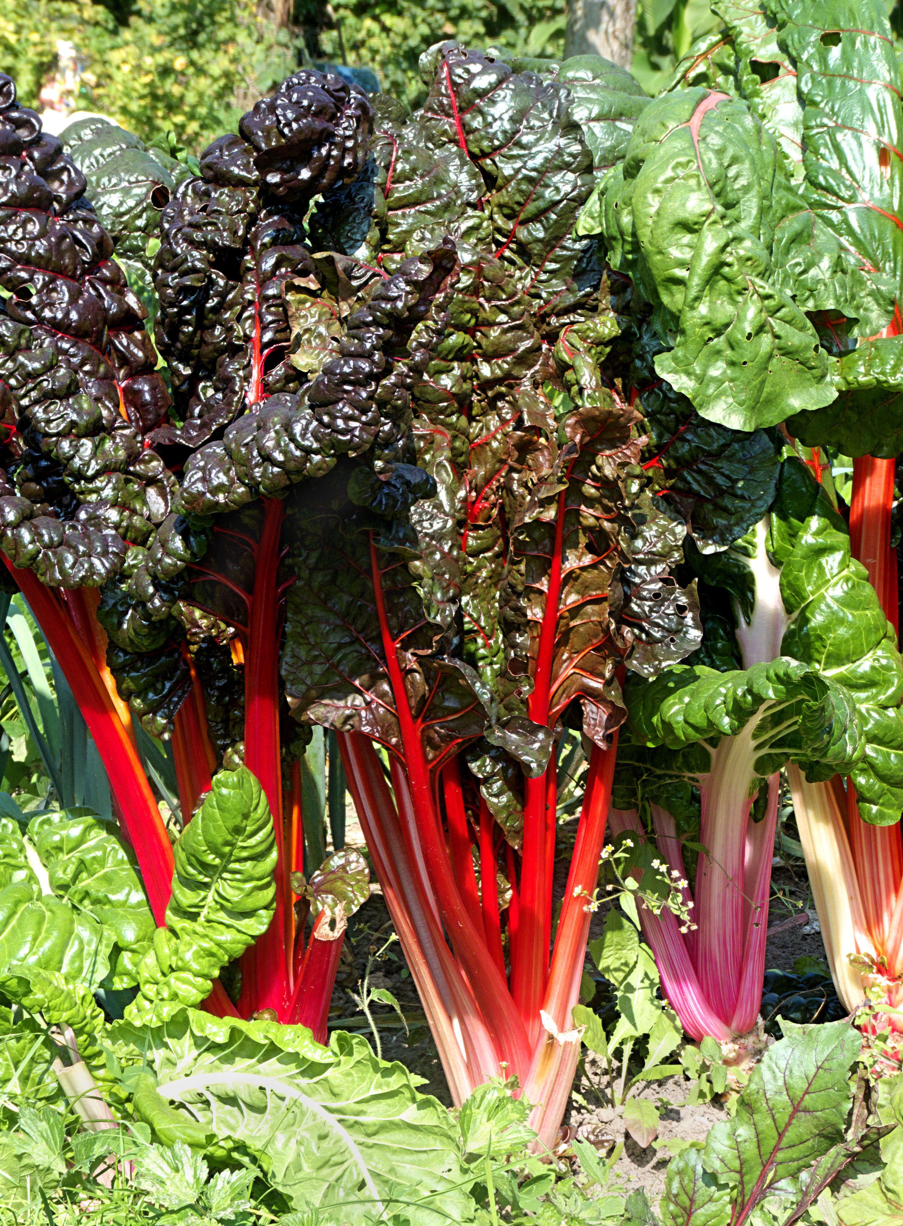 Image of Beta vulgaris subsp. vulgaris Cicla