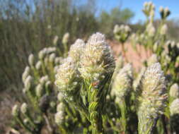 Image of Phylica cylindrica Wendl.